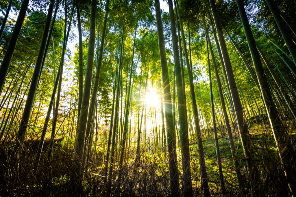 beautiful landscape of bamboo grove in the forest at arashiyama kyoto 1024x683 - Historia 30 aniversario