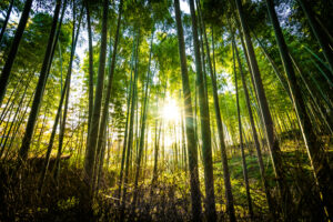 beautiful landscape of bamboo grove in the forest at arashiyama kyoto scaled 1 300x200 - News